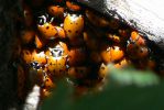 PICTURES/Capulin Volcano National Monument - New Mexico/t_Ladybugs10.JPG